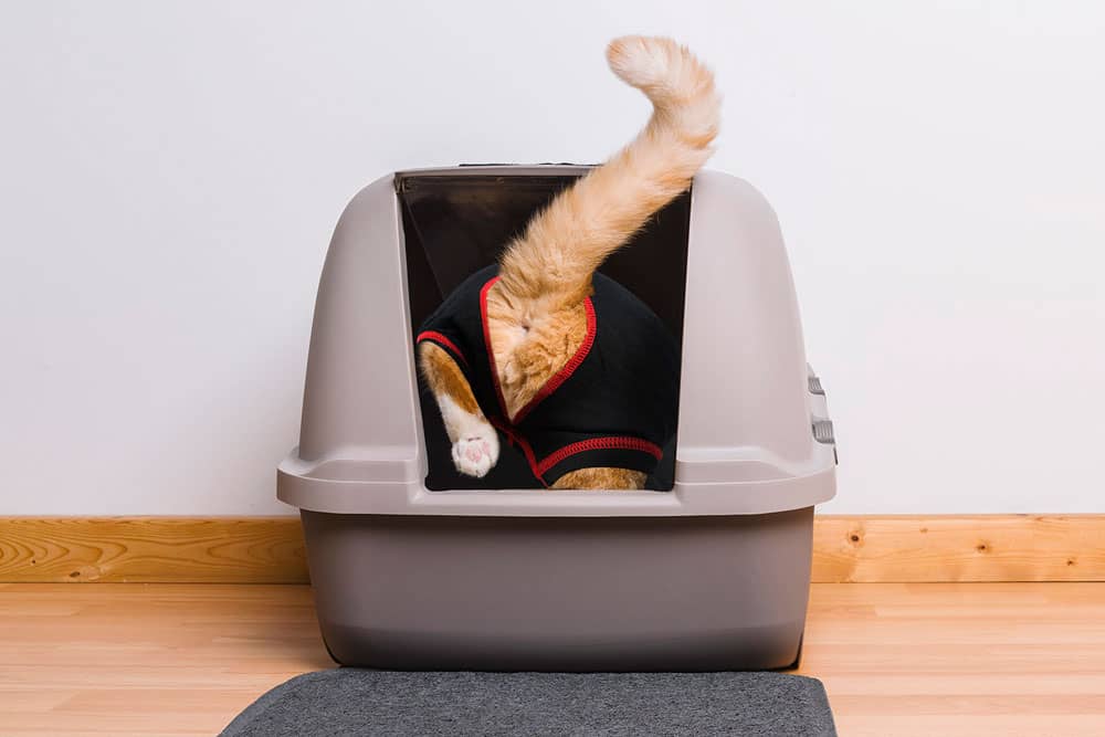 Cat using litter box in cat cone alternative