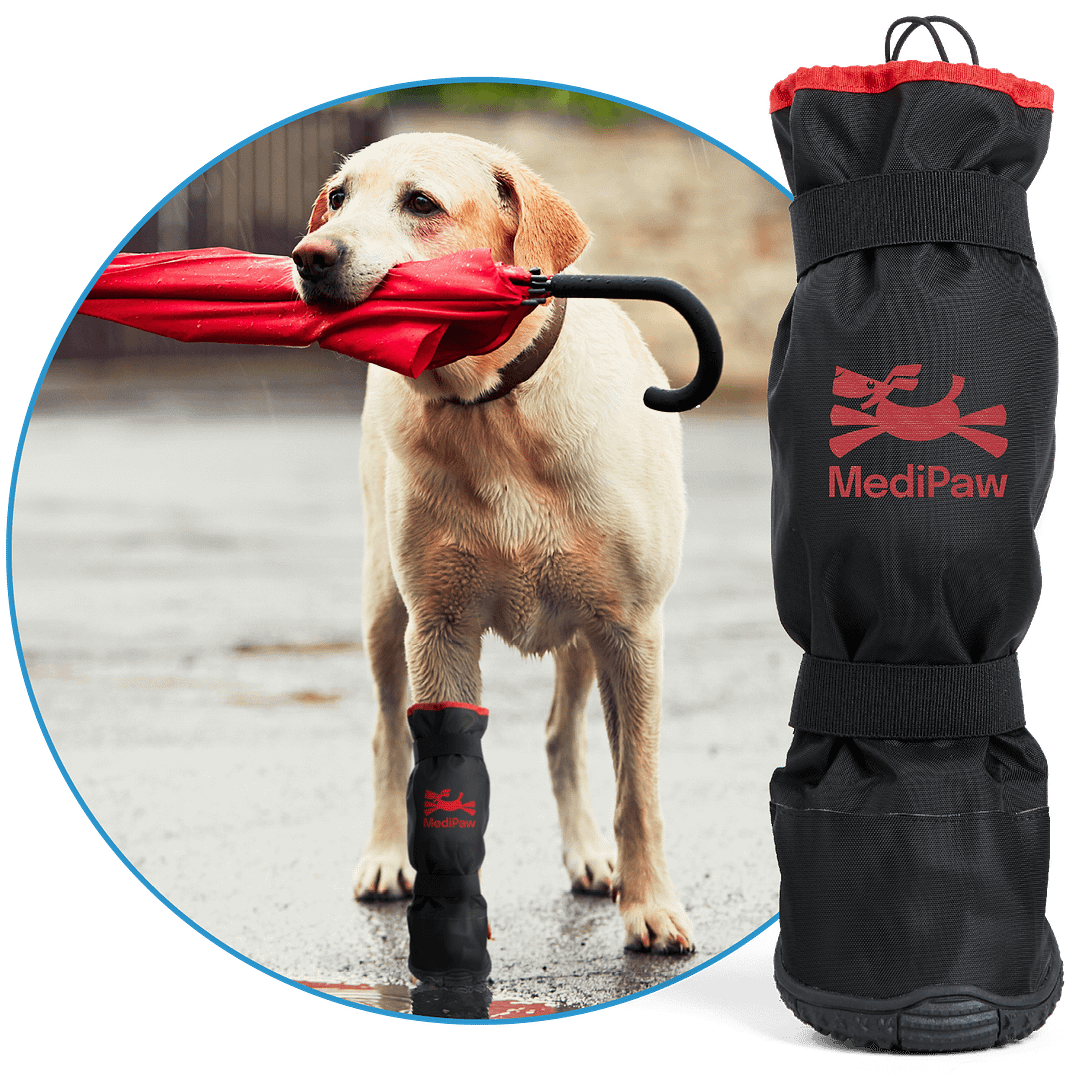 yellow lab holding umbrella in mouth wearing rugged x boot