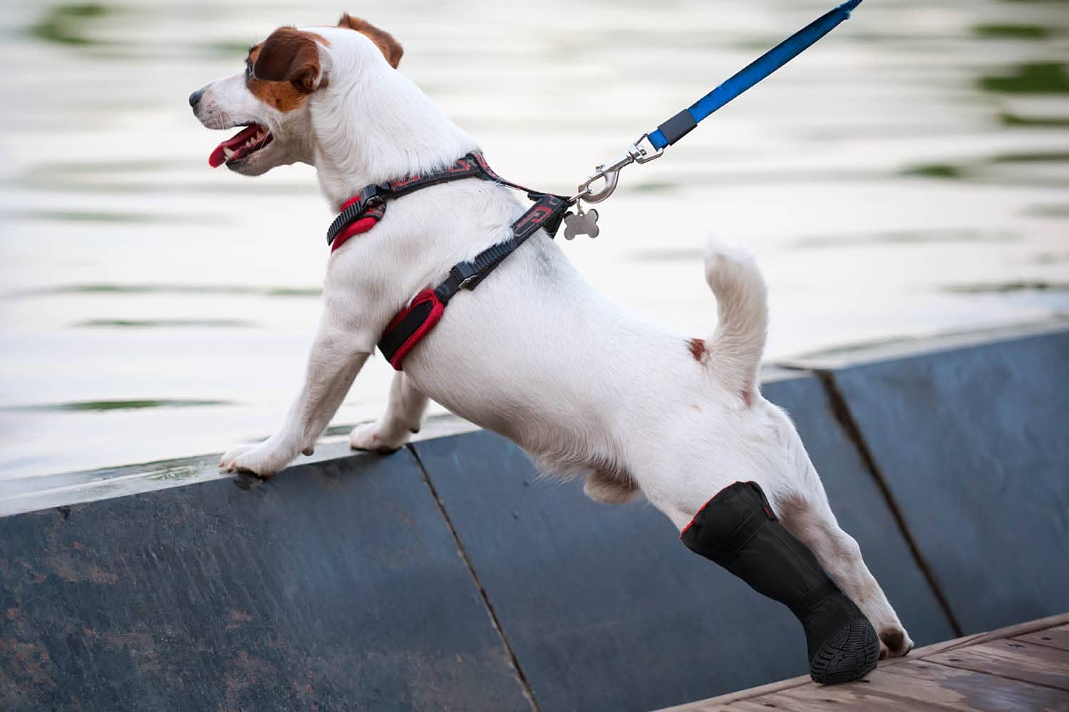 Dog on boat wearing a rugged x-boot