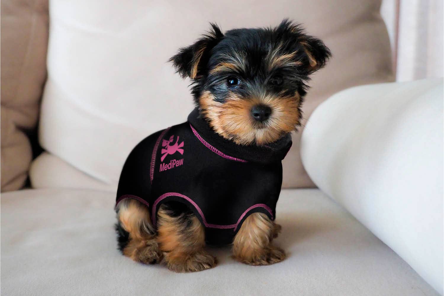 teacup yorkie wearing a pink dog surgery suit