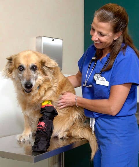 Veterinarian smiling at dog wearing bandage cover