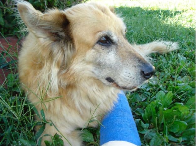 Retriever- German Shepherd mix laying in grass with bandage on leg