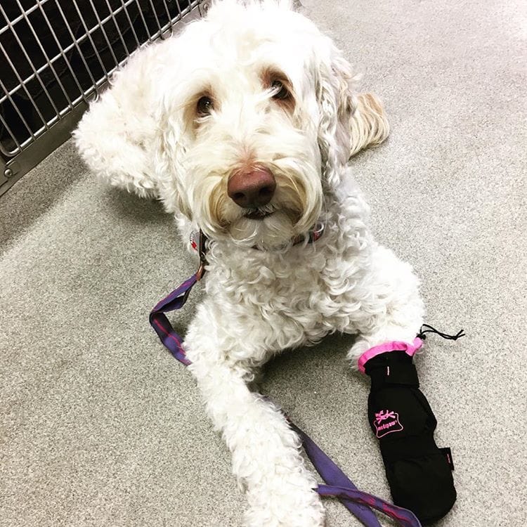 white goldon doodle sitting outside kennel wearing pink protective boot