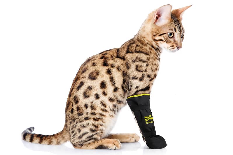 Cat wearing soft bandage boot