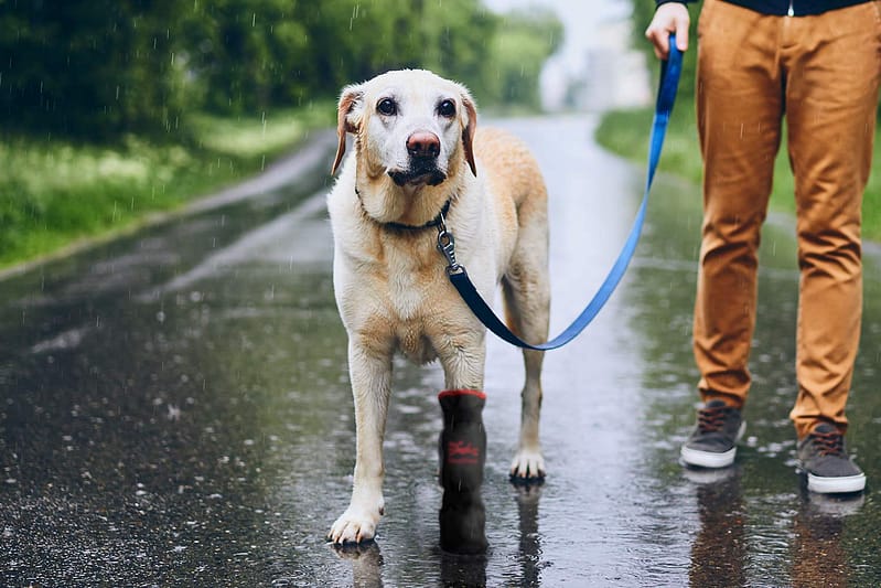 dog on walk in rain wearing a x-boot